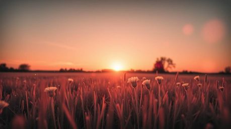 Capture the essence of a serene evening with a surreal infrared photograph showcasing a breathtaking sunset over a quiet mead