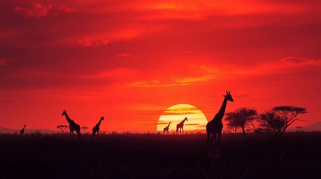 This digital painting captures a warm and enchanting sunset at the savanna, featuring silhouetted giraffes against a backdrop