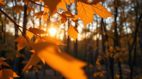 Experience the captivating beauty of an autumn forest in a stunning close-up shot. This image captures the intricate details 