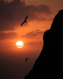 This is a moody close-up shot of a sunset over a coastal cliff, featuring soaring birds captured with detailed focus. The ima
