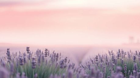 Immerse yourself in a soft, dreamy atmosphere where lavender fields bask in the glow of a seamless gradient transitioning int