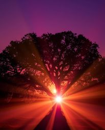 An image characterized by dramatic volumetric lighting, capturing a sunset behind an old oak tree in deep ultraviolet hues. T