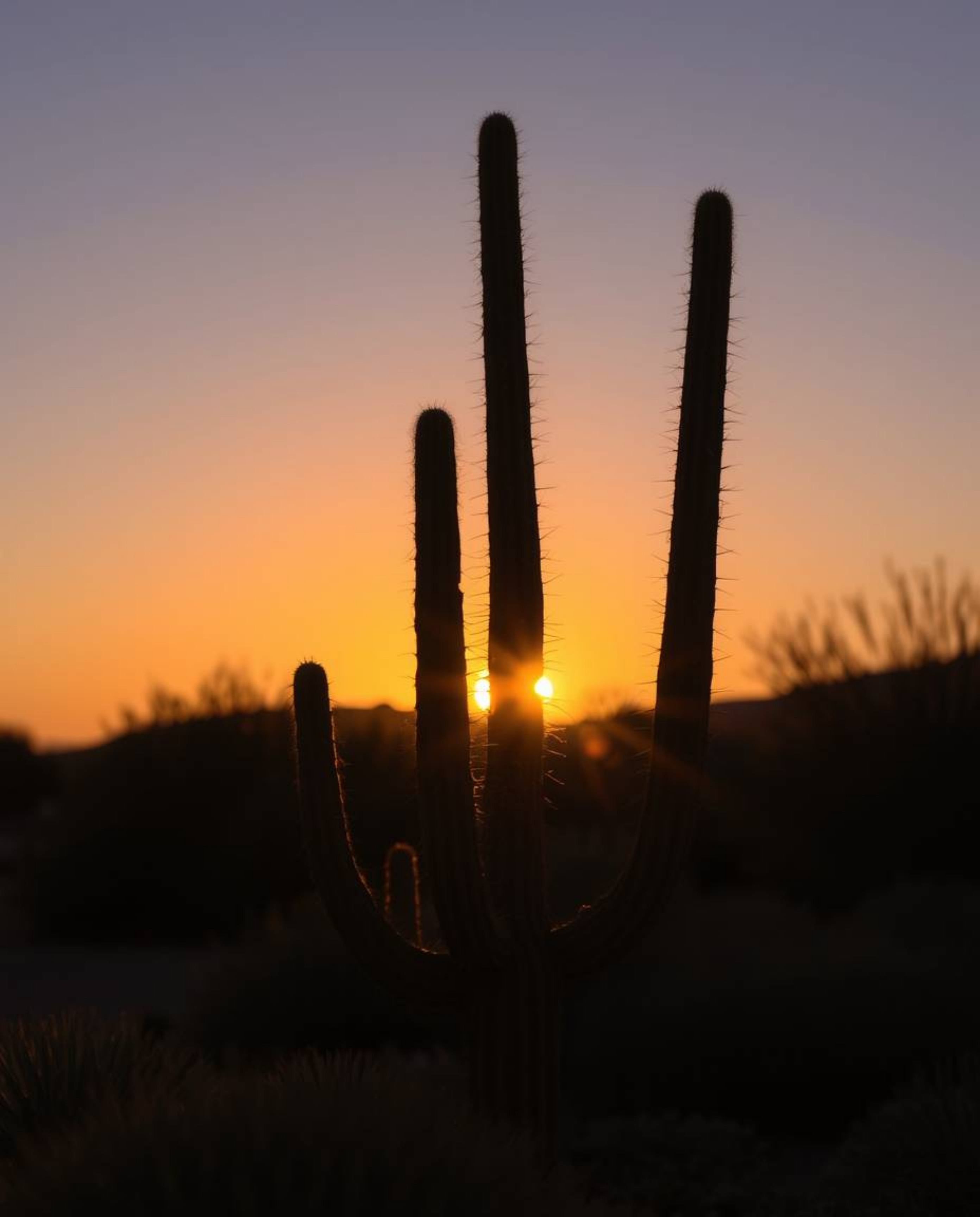 A desert cactus glows in the last rays of the sun, featuring a seamless color blending that transitions from natural light to