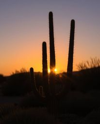 A desert cactus glows in the last rays of the sun, featuring a seamless color blending that transitions from natural light to