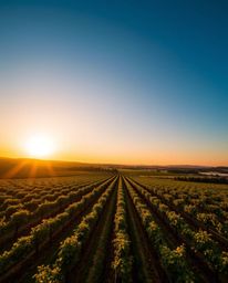 A long exposure time photograph, taken from an overhead bird’s-eye view, captures a sunset over a vineyard. This top-down per