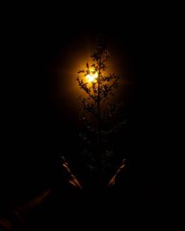 A captivating image showcasing hands planting a tree against a vibrant golden sky.  The chiaroscuro lighting technique create