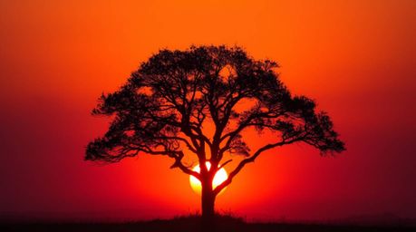 A captivating image of a lone tree silhouetted against a vibrant, fiery sunset.  Volumetric lighting creates dramatic light b