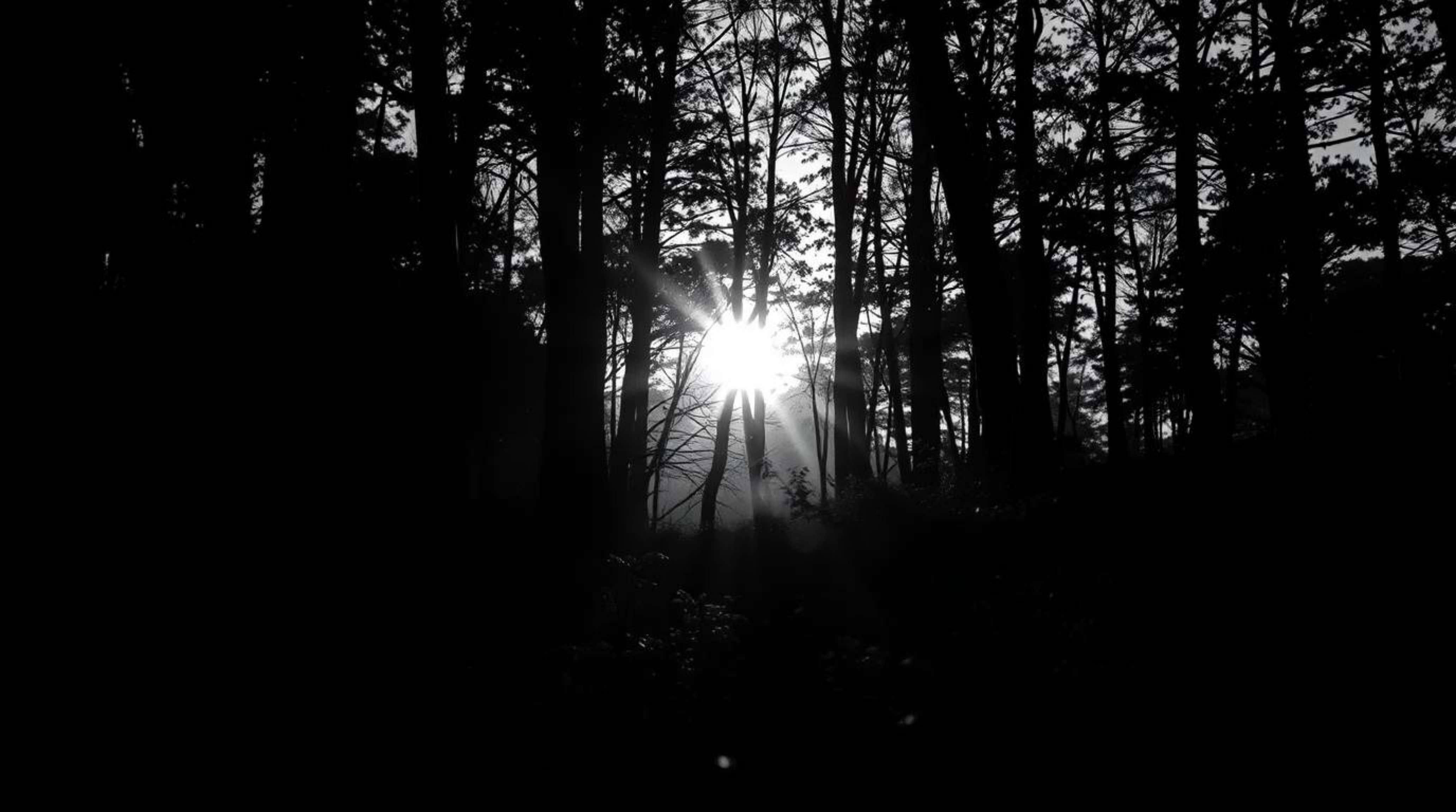 A captivating extreme macro photograph showcasing the elegant details of sunset light filtering through a dense forest. This 