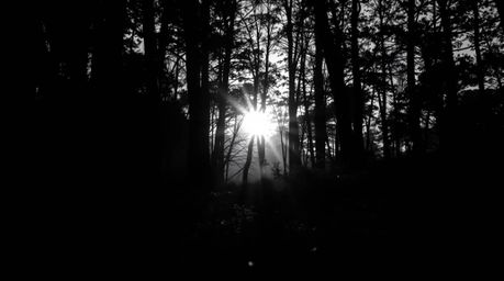 A captivating extreme macro photograph showcasing the elegant details of sunset light filtering through a dense forest. This 
