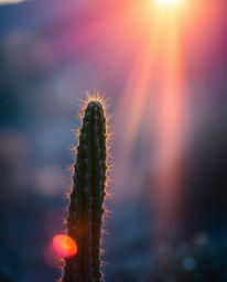 A desert cactus glows in the last rays of the sun, captured in sharp focus against a beautifully blurred bokeh background. Th