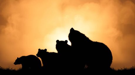 Capture the heartwarming scene of a silhouetted bear family against a soft, dreamy background illuminated by hazy atmospheric