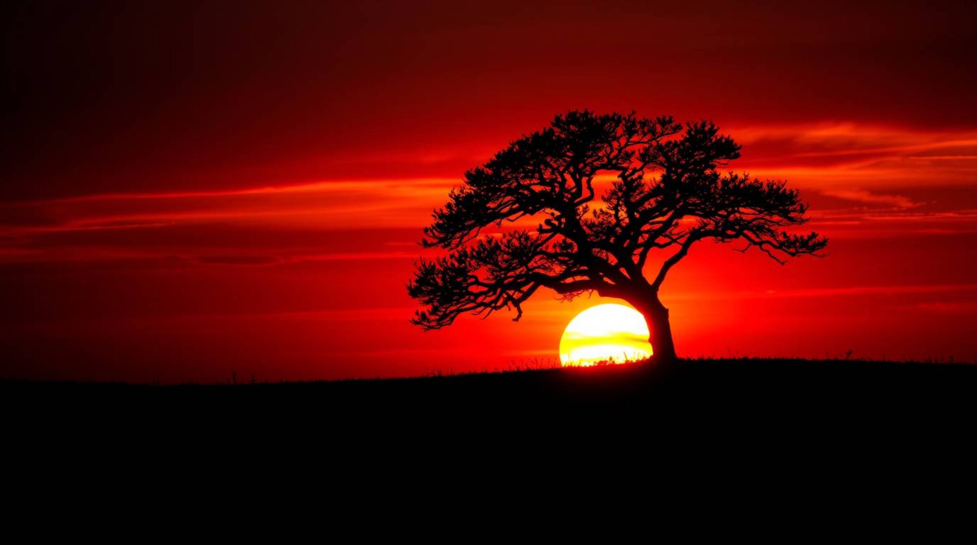 A captivating image of a lone tree silhouetted against a vibrant, fiery sunset. The scene showcases complementary colors, war