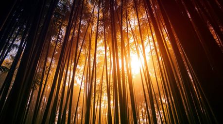 Experience the serene beauty of a bamboo forest bathed in the warm glow of the setting sun. This architectural color photogra