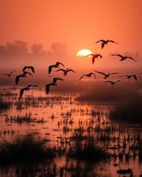 A moody style photograph depicting a golden hour wetlands scene with herons in flight. This image utilizes a long exposure te