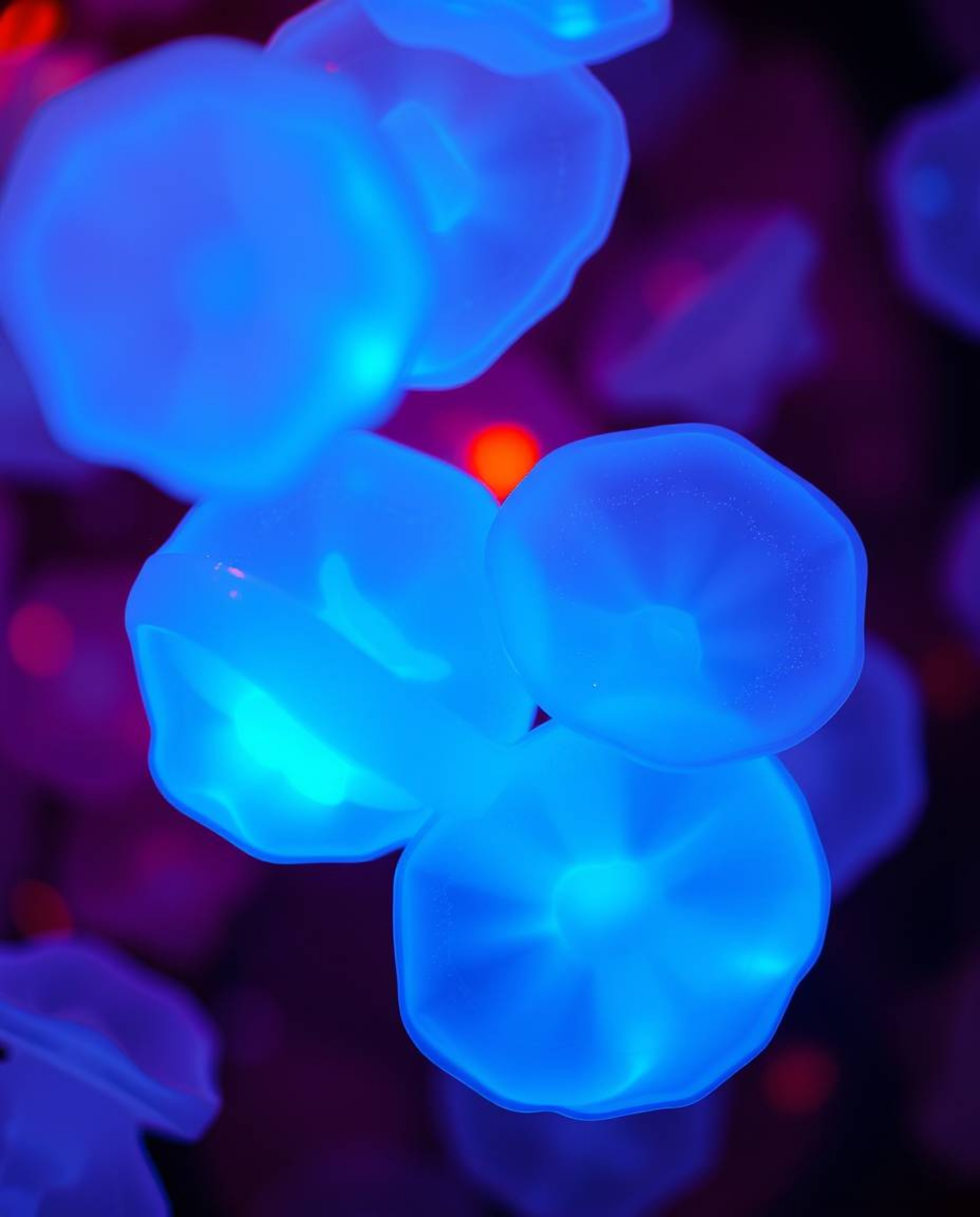 This professional fine art photograph showcases glowing bioluminescent, floating 3D blobs of fluid jelly. The warm, slightly 