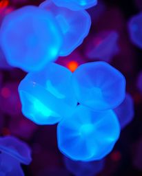 This professional fine art photograph showcases glowing bioluminescent, floating 3D blobs of fluid jelly. The warm, slightly 
