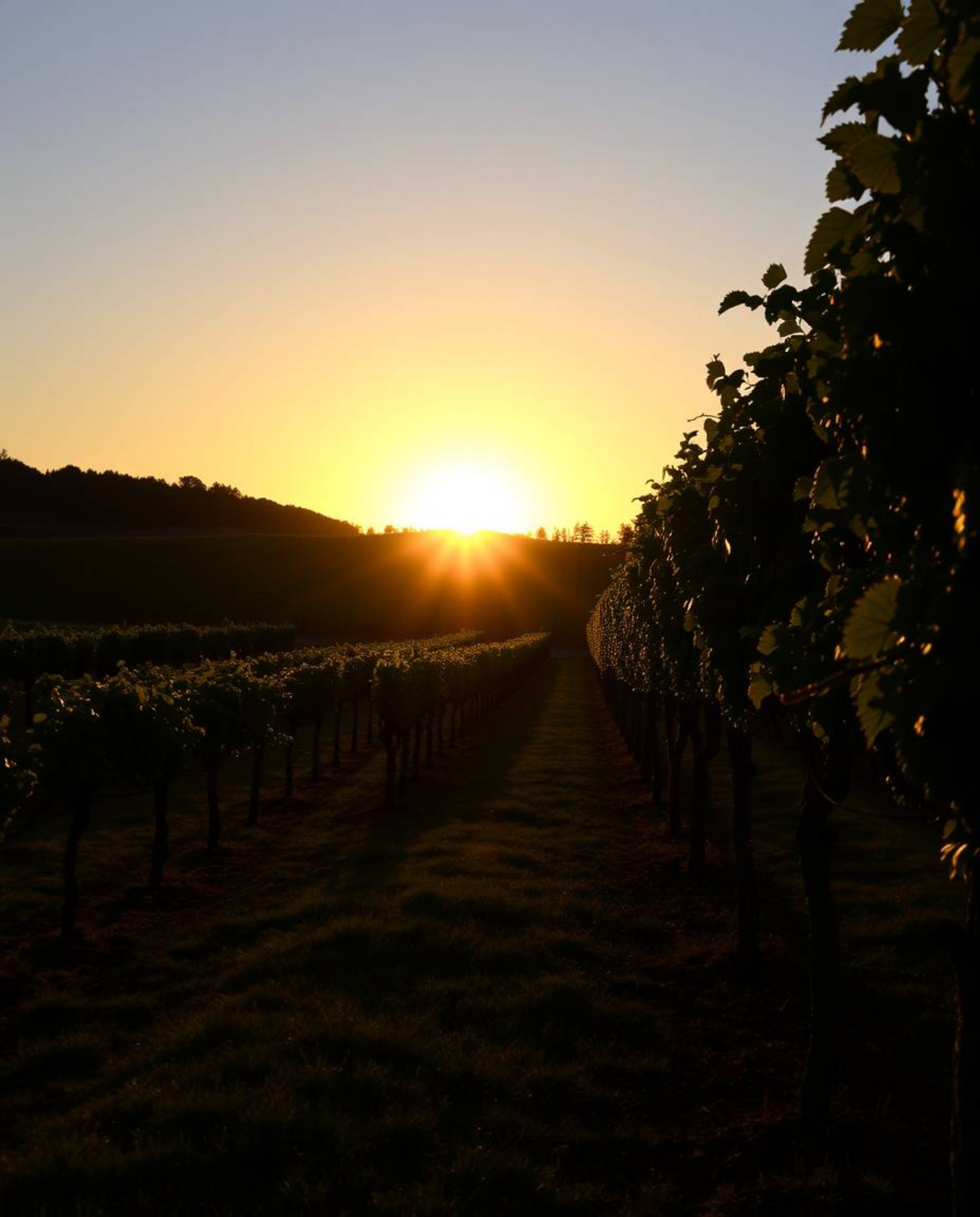 A photographic image depicts a stunning sunset over a vineyard with rows of grapevines, characterized by strong, hard light a