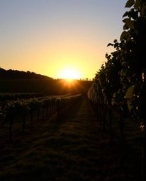 A photographic image depicts a stunning sunset over a vineyard with rows of grapevines, characterized by strong, hard light a