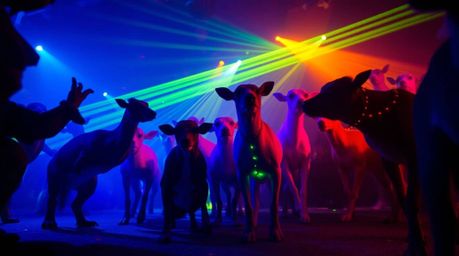Experience a spectacular low-angle shot of an animal dance party illuminated by mesmerizing bioluminescent colors and disco l