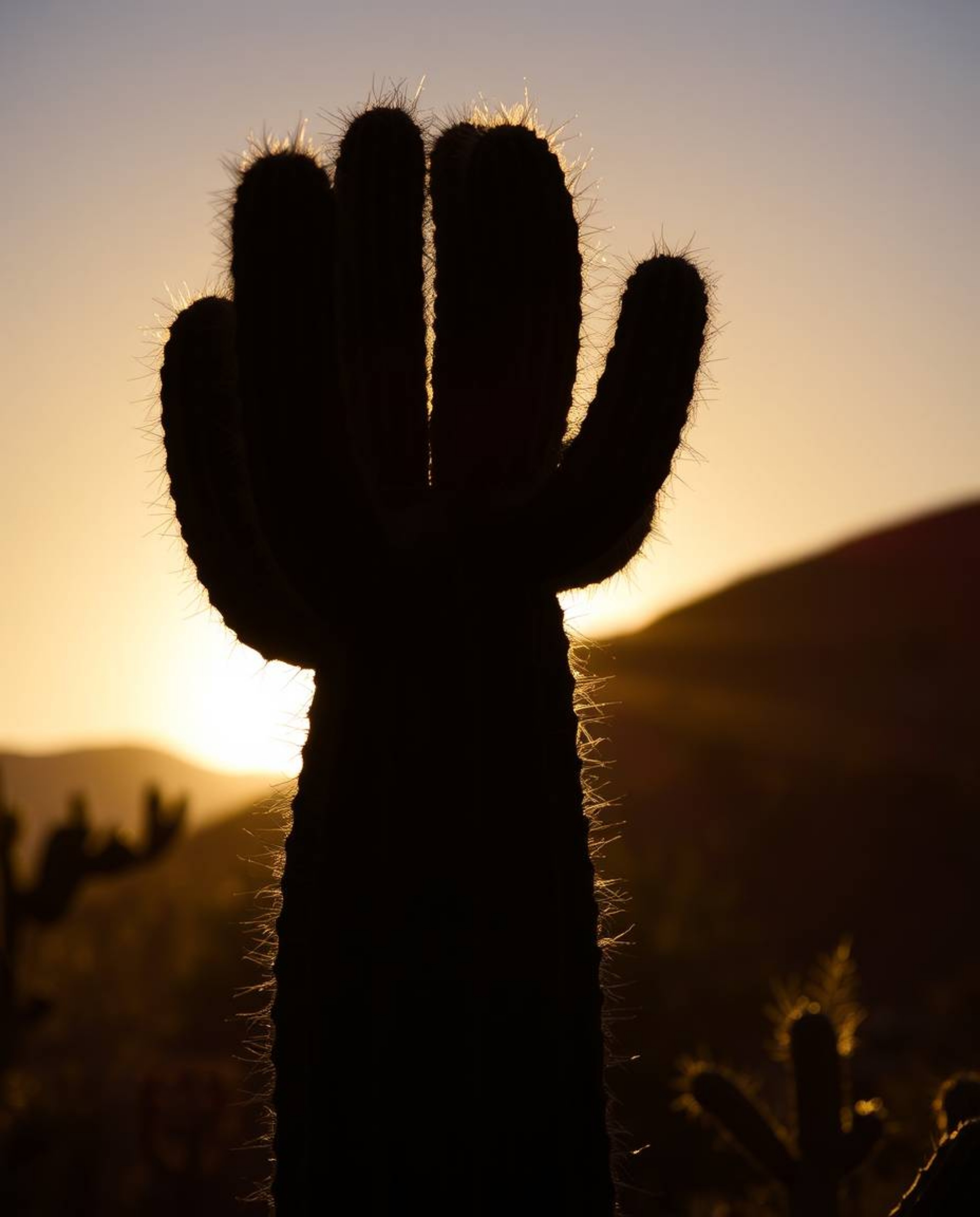 A striking image of a desert cactus glowing in the last rays of the sun. The cactus is beautifully silhouetted against a brig