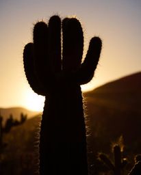 A striking image of a desert cactus glowing in the last rays of the sun. The cactus is beautifully silhouetted against a brig