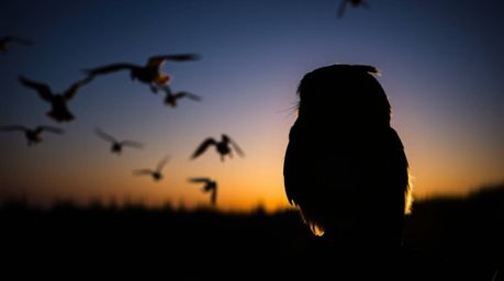 A stunning long exposure photograph in the Pixar style featuring a silhouetted blind owl illuminated by backlighting. This im