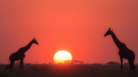 A captivating long exposure photograph showcasing silhouetted giraffes against a vibrant savanna sunset.  The image features 