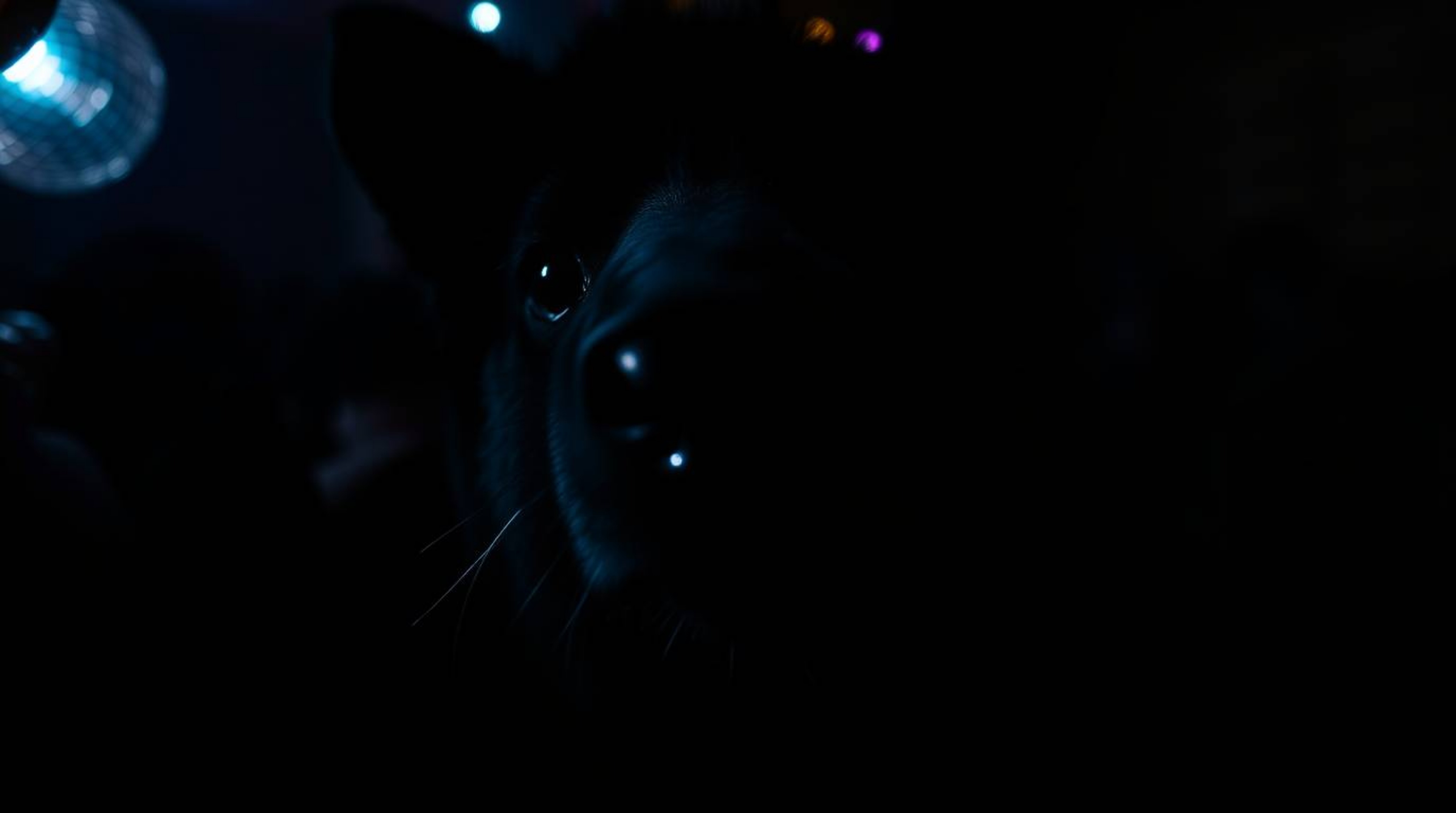 Experience an intense and captivating animal dance party bathed in the glow of disco lights. This jet black close-up shot foc