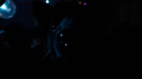 Experience an intense and captivating animal dance party bathed in the glow of disco lights. This jet black close-up shot foc