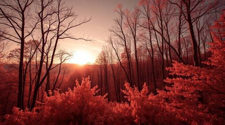 Discover a mesmerizing surreal image of an autumn forest bathed in the golden light of sunset, captured using infrared photog