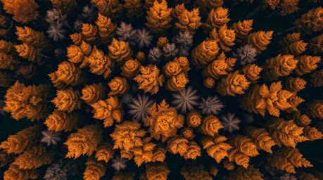 An artistic overhead shot captures an autumn forest bathed in the golden light of sunset.  The top-down perspective reveals a