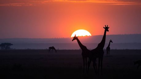 Experience the magic of a savanna sunset captured through long exposure photography. This breathtaking image showcases silhou