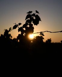 This artwork captures the striking beauty of silhouetted grapevines against a stunning sunset. The powerful backlighting from