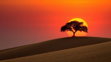 This stunning image captures a lone tree silhouetted against a vibrant and fiery sunset on a picturesque hill. The natural ea