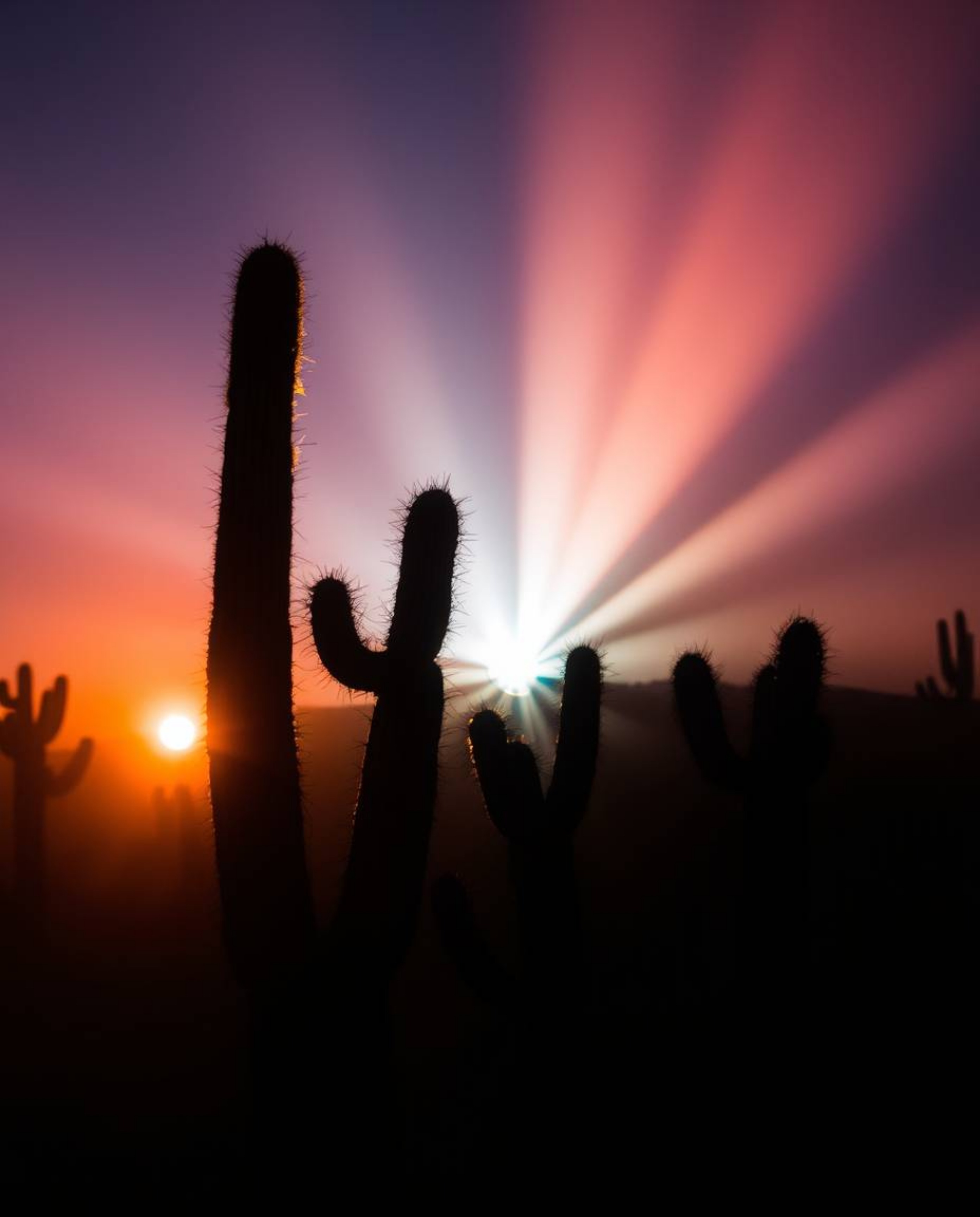 A desert cactus glows in the sunset, enveloped in an ethereal vibe and a mystical feeling. The scene is defined by stunning v