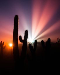 A desert cactus glows in the sunset, enveloped in an ethereal vibe and a mystical feeling. The scene is defined by stunning v