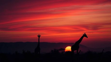 Capture the serene beauty of the savanna sunset with silhouetted giraffes in a rich burgundy and deep blue palette. This long
