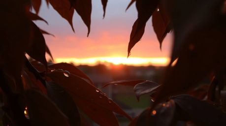 Experience the beauty of nature with this high-angle perspective shot capturing a mesmerizing sunset reflected in raindrops o