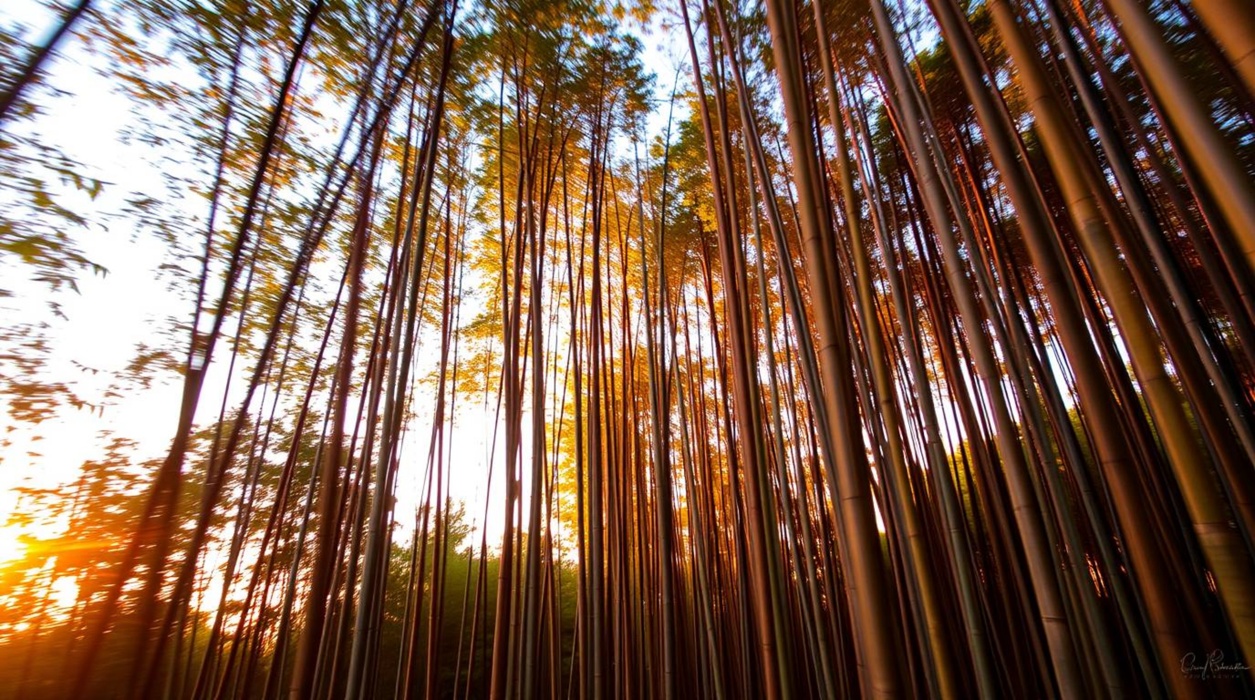 Capture the serene beauty of a bamboo forest illuminated by the warm, golden hues of sunset. This long exposure photograph sh
