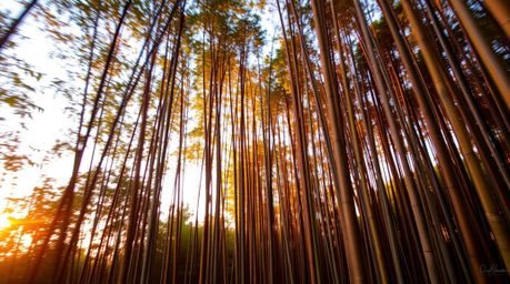 Capture the serene beauty of a bamboo forest illuminated by the warm, golden hues of sunset. This long exposure photograph sh