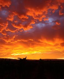 This artwork captures a dramatic sunset over a vineyard, where rows of grapevines are starkly silhouetted against an intensel