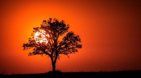 A captivating image of a lone tree silhouetted against a vibrant fiery sunset.  The high contrast and intense dramatic lighti