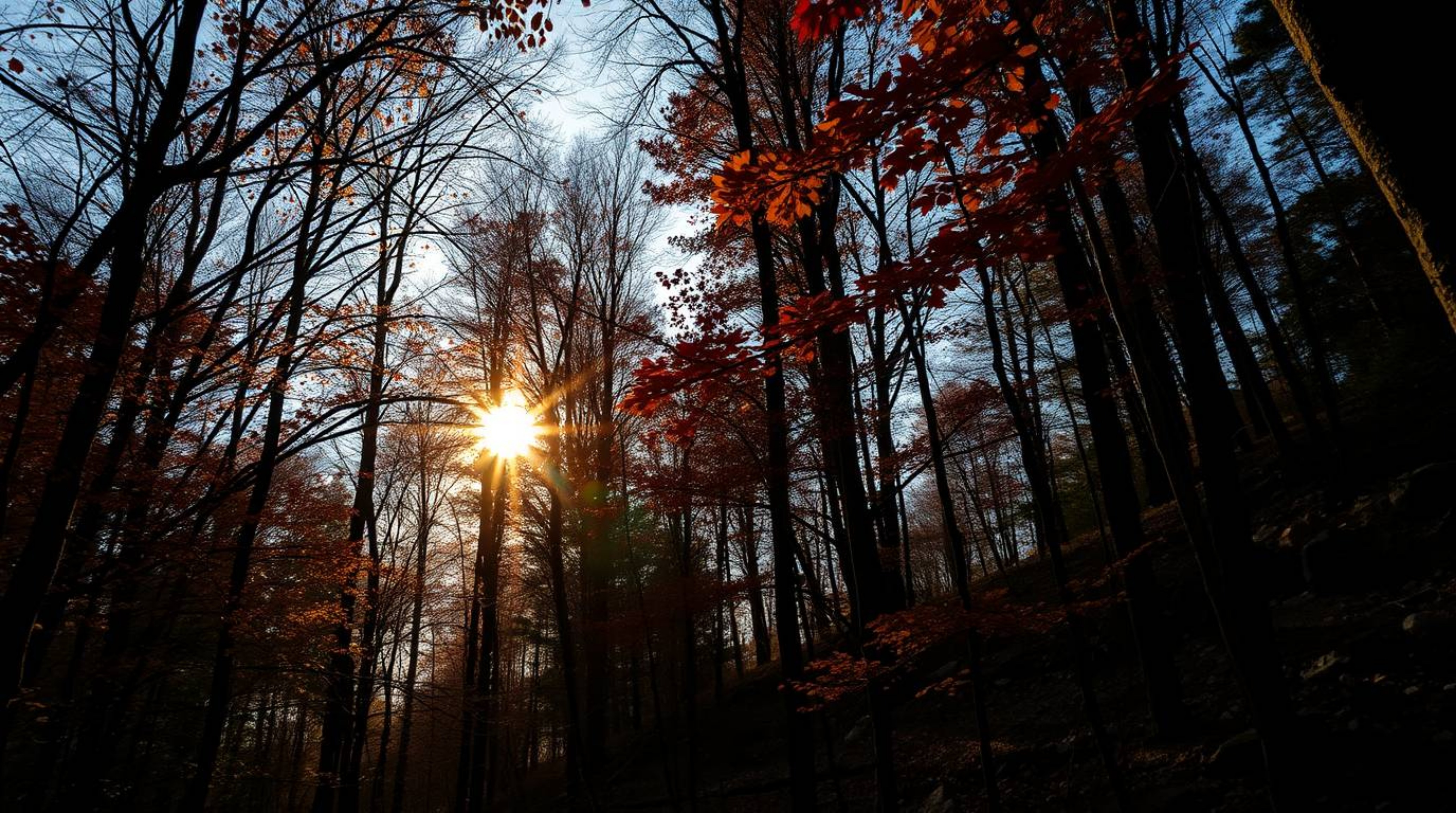 Experience the breathtaking beauty of an autumn forest sunset. This image showcases a sophisticated and elegant low-angle vie