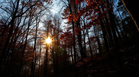 Experience the breathtaking beauty of an autumn forest sunset. This image showcases a sophisticated and elegant low-angle vie