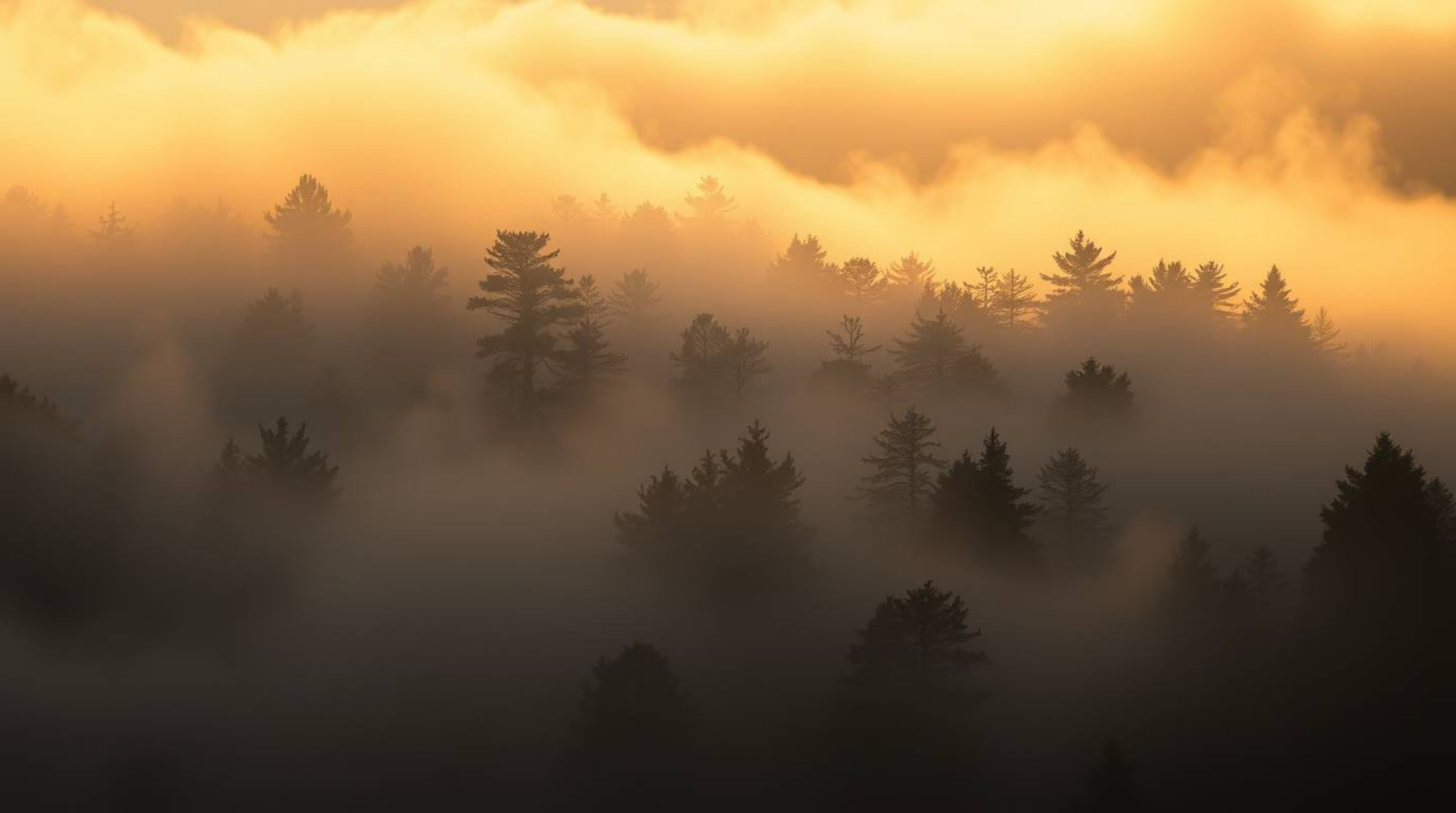 A moody depiction of mist rising from a forest during golden hour, showcasing a graceful and elegant scene. The image emphasi