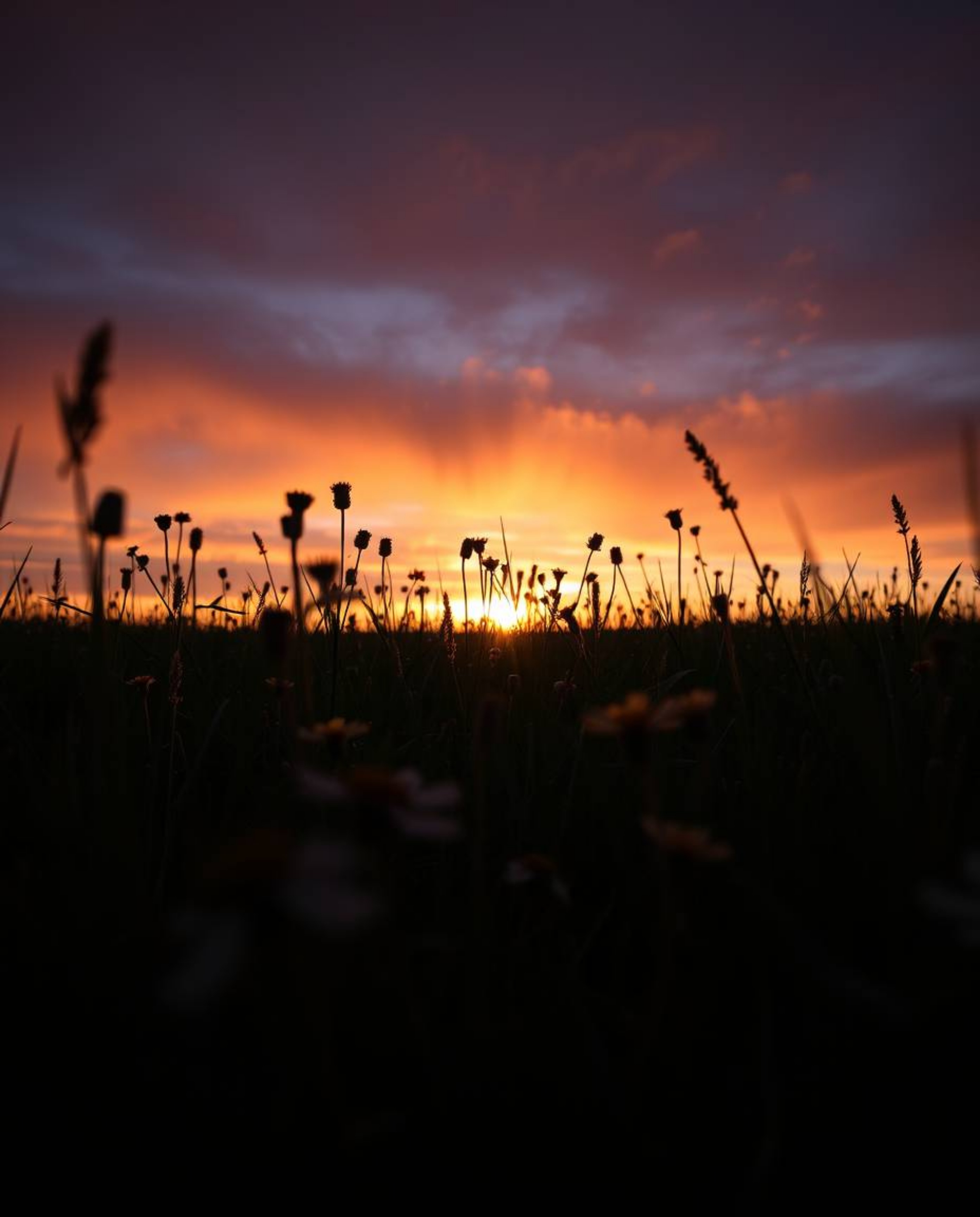 A dramatic low-angle shot of a spring wildflower meadow at sunset, bathed in contrasting chiaroscuro lighting. This powerful 