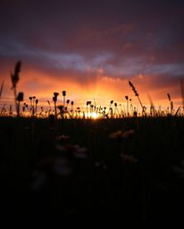 A dramatic low-angle shot of a spring wildflower meadow at sunset, bathed in contrasting chiaroscuro lighting. This powerful 