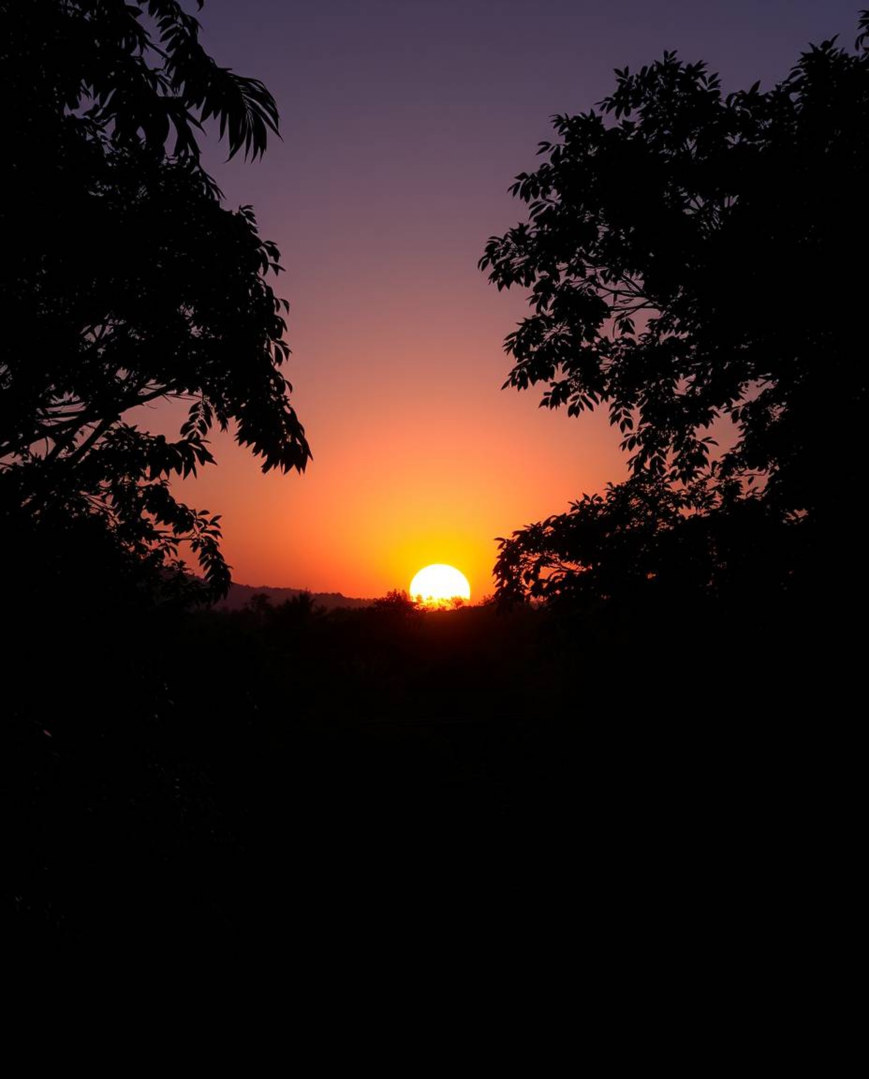 A smooth gradient transition depicts a sunset filtering through a dense jungle canopy. The use of seamless color blending cre