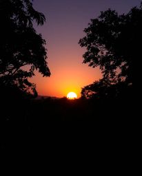 A smooth gradient transition depicts a sunset filtering through a dense jungle canopy. The use of seamless color blending cre
