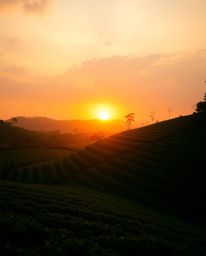 A dramatic cinematic style photograph captures a sunset over terraced tea plantations, bathed in warm golden hour light. The 